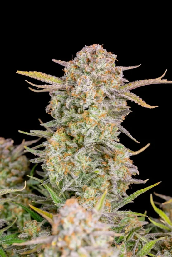 Fast Buds Cannabis Seeds Bruce Banner Auto