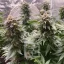 Blimburn Seeds Hanfsamen Girl Scout Cookies Feminisiert