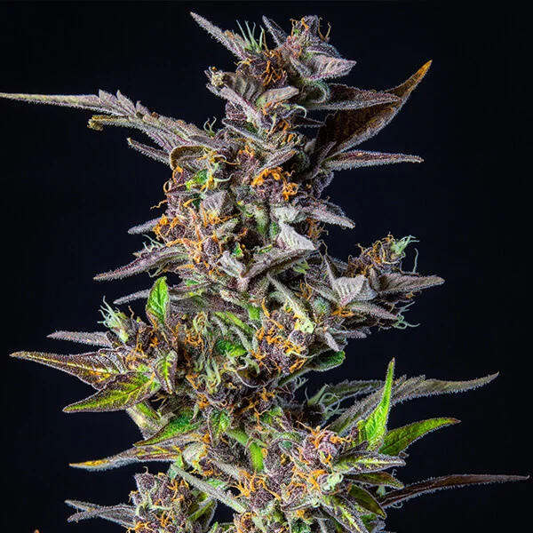 Royal Queen Seeds Seminte de canabis Watermelon Auto