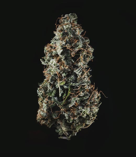 Royal Queen Seeds Seminte de canabis Royal Haze Auto
