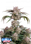 Fast Buds Sjemenke Kanabisa Strawberry Gorilla Auto