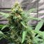 Doctor´s Choice Semințe Chronic Ryder BX Auto Regular