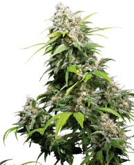 Sensi Seeds Semena konoplje California Indica® Regular, 10 kos