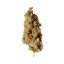 Royal Queen Seeds Semințe de Cannabis Critical Feminizate