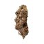 Royal Queen Seeds Semințe de canabis Bubble Kush feminizate