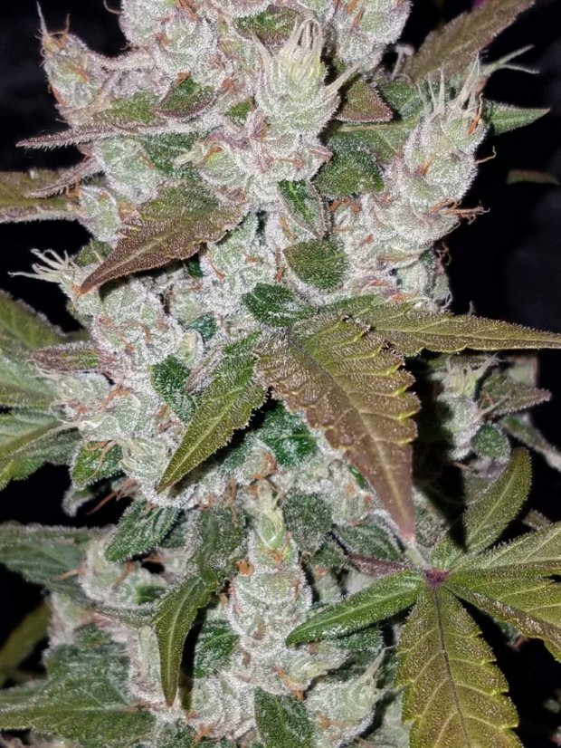 Fast Buds Semi di Cannabis Girl Scout Cookies Auto