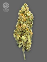The Bulldog Seeds TB Mimosa Feminized, 3 a 5 ks