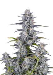 Fast Buds Graines de cannabis Super Boof Autofloraison