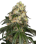 Sensi Seeds Semințe de canabis White Biscotti OG XXL feminizate de White Label, 3-10 buc.