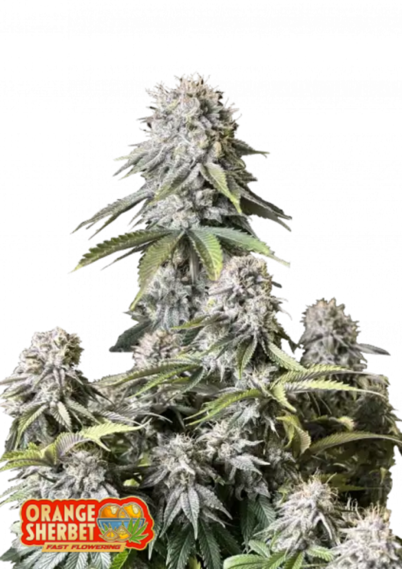 Fast Buds Sjemenke kanabisa Narančasti šerbet FF