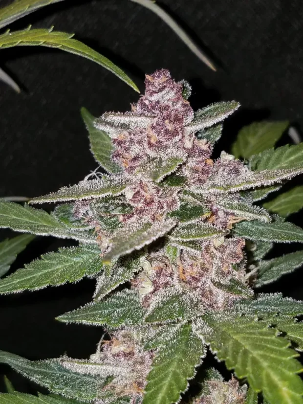 Fast Buds Semena Konoplje Blackberry Auto