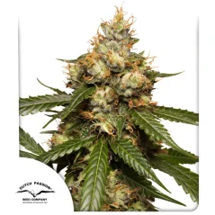 Dutch Passion Cannabis Seeds Auto THC-Victory® Autoflowering