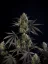 Fast Buds Насіння канабісу Pound Cake Auto