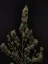 Fast Buds Sjemenke konoplje Chemdawg Auto