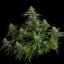 Royal Queen Seeds Semillas de cannabis Gaia F1 Auto