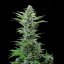 Royal Queen Seeds Semillas de cannabis Royal Critical Auto