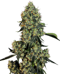 Sensi Seeds Semi di Cannabis OG Kush Femminizzati di White Label, 3-10 pz