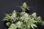 Fast Buds Sjemenke kanabisa Narančasti šerbet FF