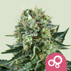 Royal Queen Seeds Semințe de canabis Bubble Kush feminizate