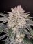 Fast Buds Sjemenke konoplje Jagoda Gorilla Auto