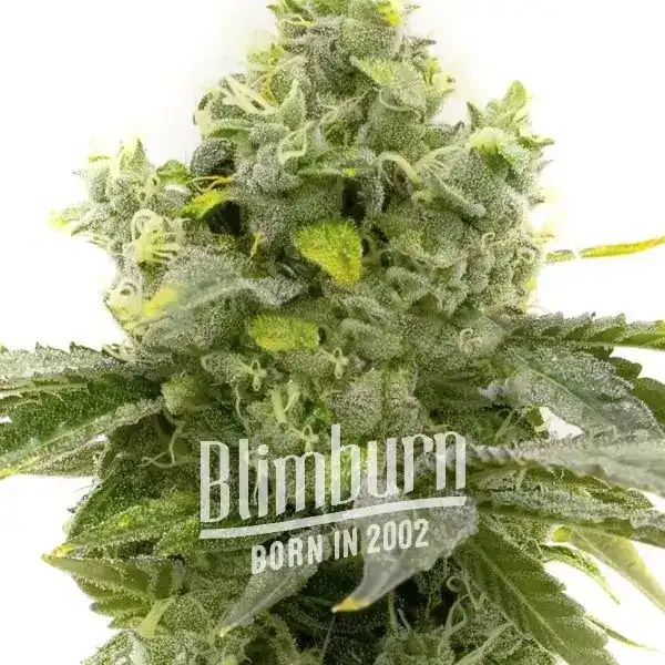 Blimburn Seeds Semena konoplje Bruce Banner Fast Blooming