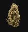 Royal Queen Seeds Seminte de canabis Sherbet Queen Auto
