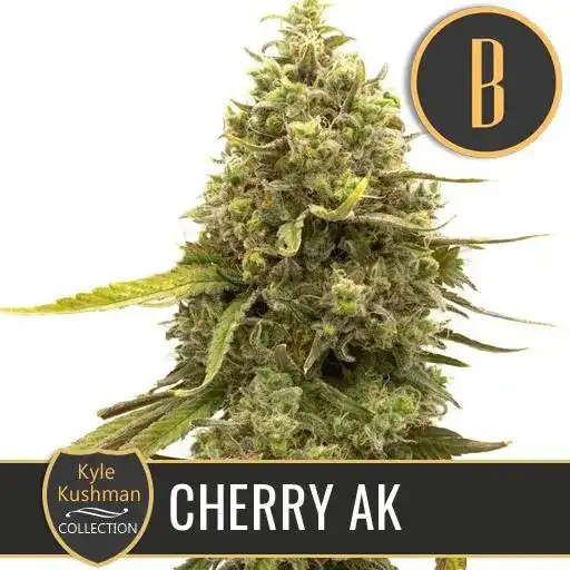 Blimburn Seeds Semi di Cannabis Cherry AK di Kyle Kushman's Femminizzati