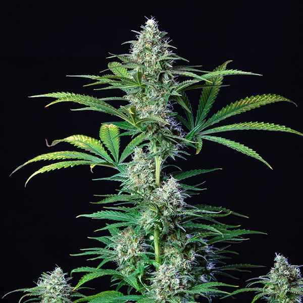 Royal Queen Seeds Seminte de canabis Royal Runtz feminizate