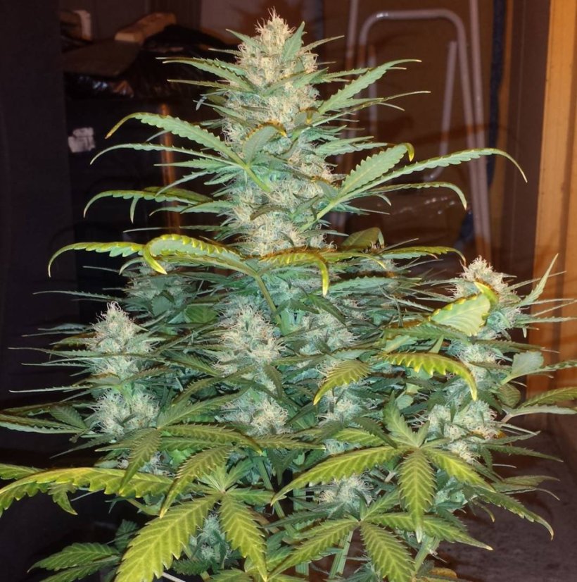 Fast Buds Cannabis Seeds West Coast O.G. Auto