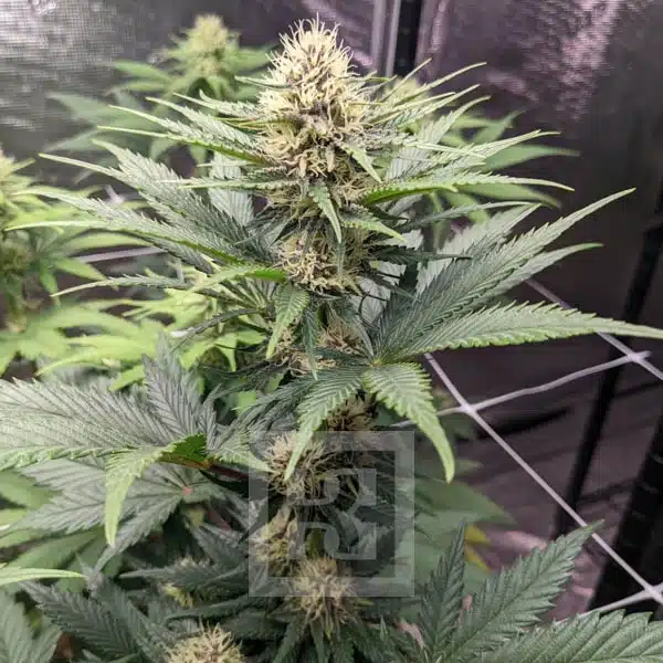 Blimburn Seeds Cannabiszaden Blue Dream Gefeminiseerd