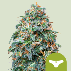 Royal Queen Seeds Seminte de canabis Sherbet Queen Auto