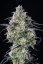 Fast Buds Cannabis Seeds Mimosa Cake Auto