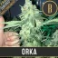 Blimburn Seeds Cannabisfrø Orka Feminiseret