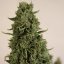 Doctor´s Choice Seeds Doctor´s Choice #1 Auto Feminized