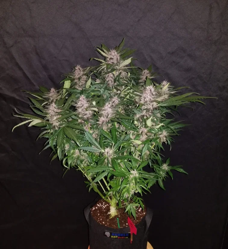 Fast Buds Sjemenke konoplje C4 Auto