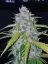 Semințe de Cannabis Fast Buds Six Shooter Auto
