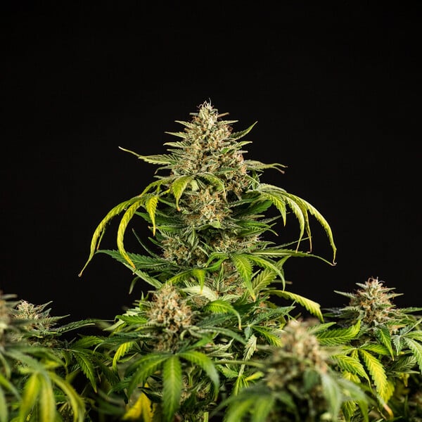 Royal Queen Seeds Seminte de canabis Green Gelato Auto