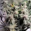 Blimburn Seeds Semi di Cannabis Blackberry Moonstones Femminizzati