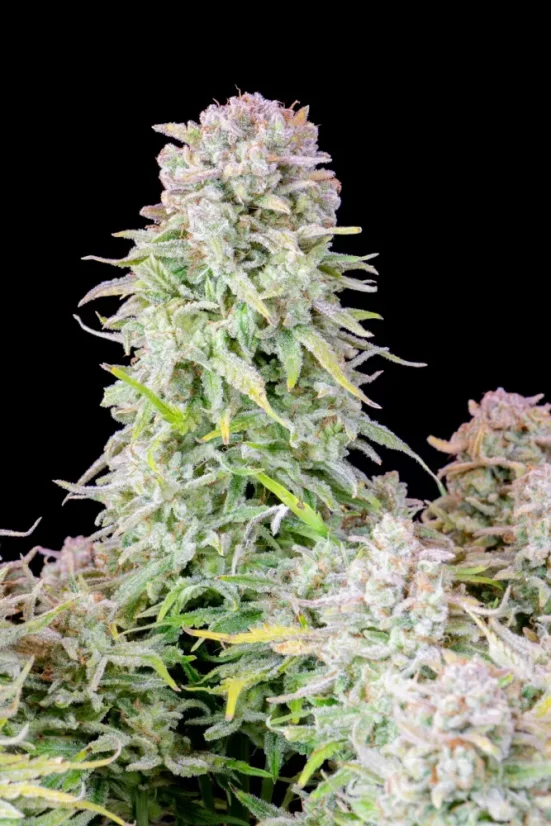 Fast Buds Насіння канабісу Afghan Kush Auto