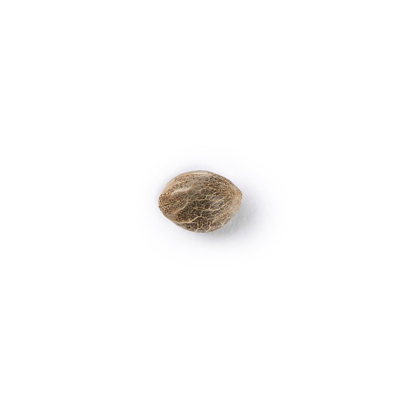 The Bulldog Seeds TB Kush Feminized, 3 ir 5 vnt