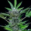Royal Queen Seeds Semințe de canabis North Thunderfuck Auto