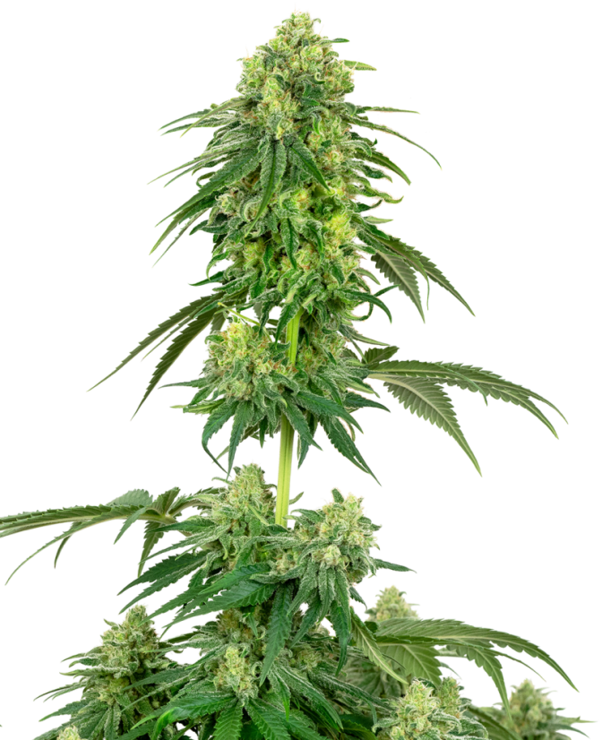 Sensi Seeds Seminte de canabis Strawberry Kush feminizate de White Label, 3-10 buc.