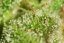 T.H.Seeds™ Cannabisfrø SAGE™'n Sour, 5+1 pakke, almindelig