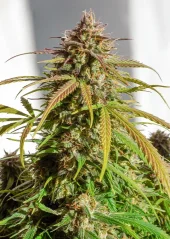 Dutch Passion Seminte de canabis Auto Orange Bud® Autoflowering