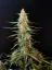 Fast Buds Sjemenke Kanabisa Sour Diesel Auto