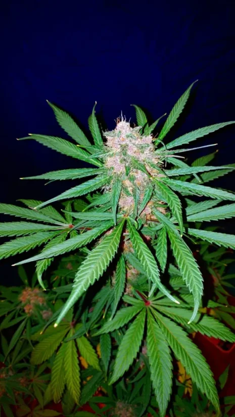 Fast Buds Sjemenke konoplje C4 Auto