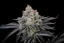 Fast Buds Sjemenke kanabisa Gorilla Cookies FF