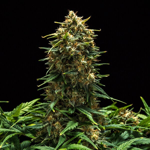 Royal Queen Seeds Seminte de canabis Sweet Skunk Auto