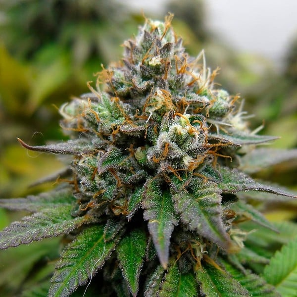 Royal Queen Seeds kannabiksen siemenet Euphoria feminisoitunut (korkea CBD)