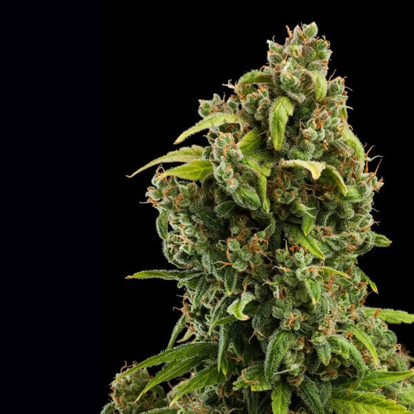 Royal Queen Seeds Seminte de canabis Diesel Auto